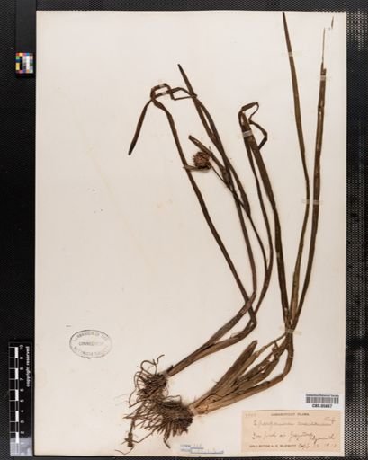 Sparganium americanum