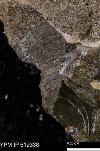 undet. Bivalvia