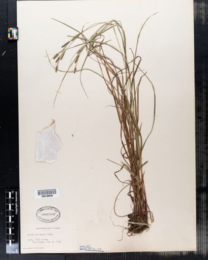 Carex virescens