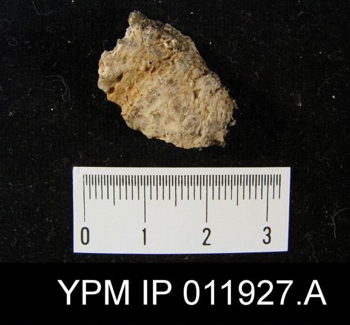 Richthofenia permiana