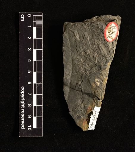 Cladophlebis heerii