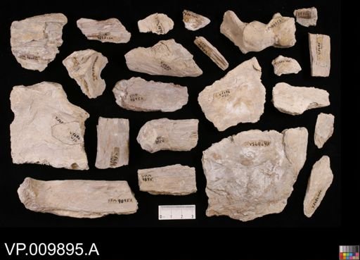 undet. Actinopterygii
