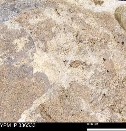 undet. Mollusca