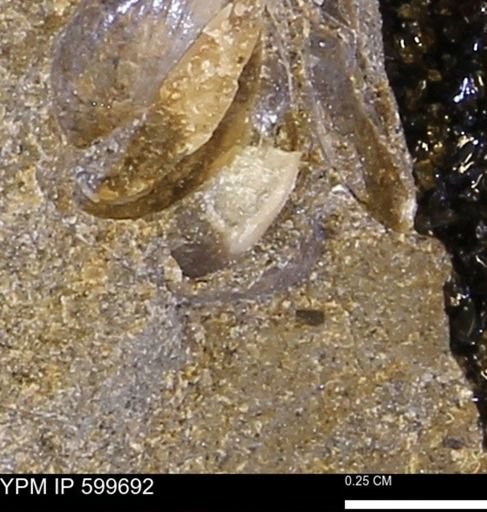 Protocardia subquadrata