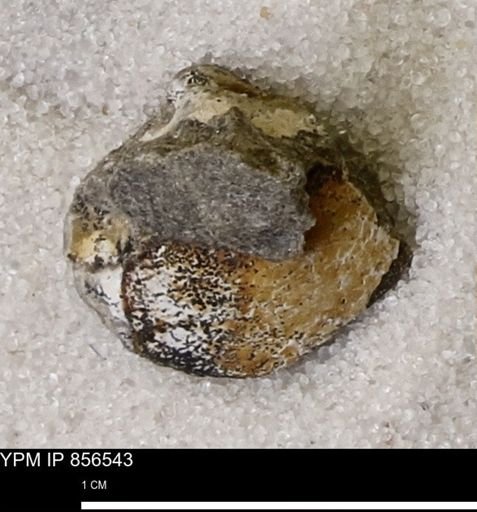 Protocardia sp.