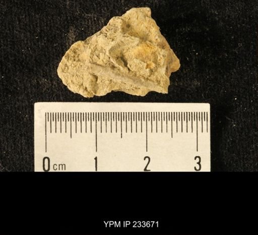 Archaeocidaris sp.