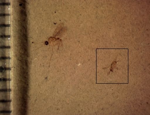 undet. Insecta