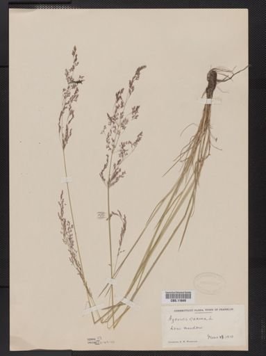 Agrostis canina