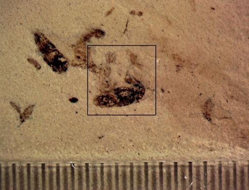 undet. Auchenorrhyncha