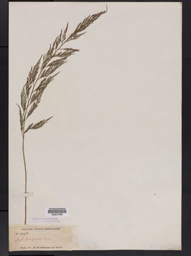 Asplenium