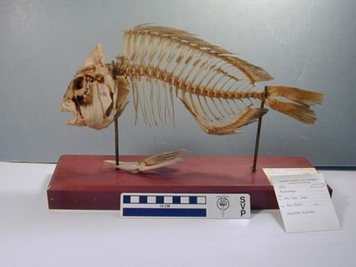 Archosargus probatocephalus