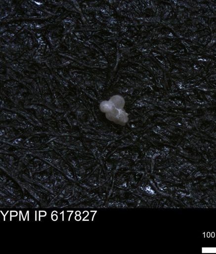 Guembelitriidae?