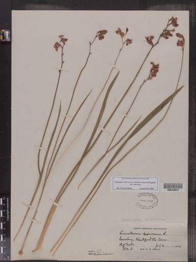 Calopogon pulchellus