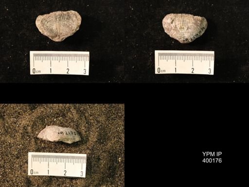 Marginifera lasallensis
