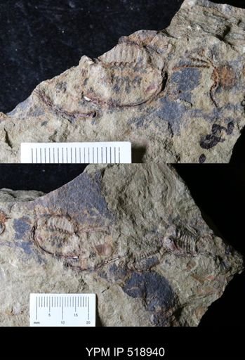 undet. Trilobita