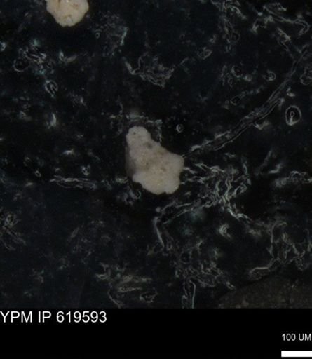 undet. Foraminiferida