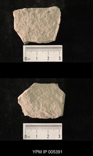 Delopterum dunbari
