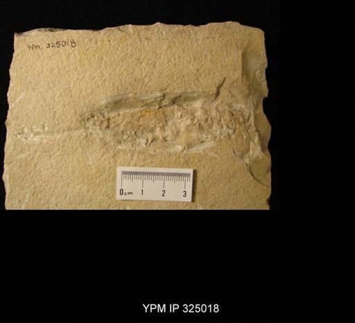 Mecochirus longimanatus