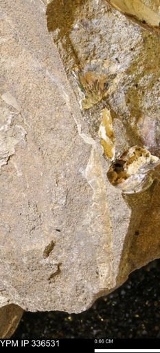undet. Scaphitidae