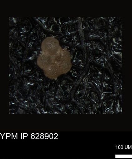 undet. Foraminiferida