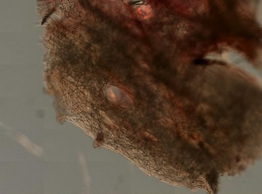 Spheciospongia