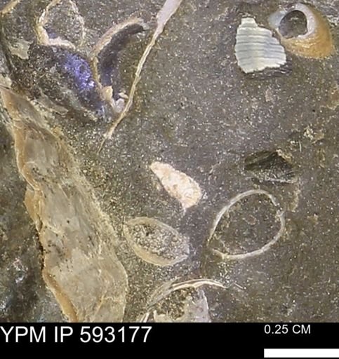 undet. Bivalvia
