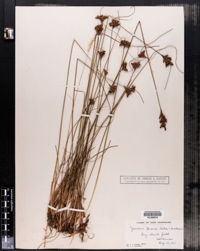 Juncus