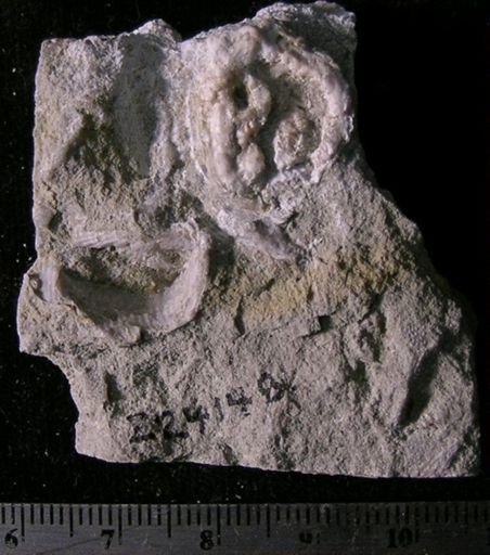Calyptactis spinosus