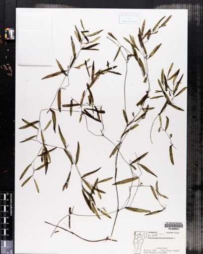 Potamogeton gramineus