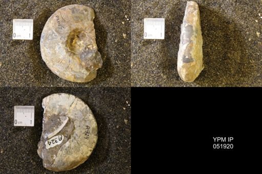 Hoploscaphites comprimus