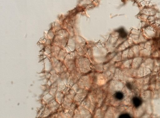 Callyspongia vaginalis