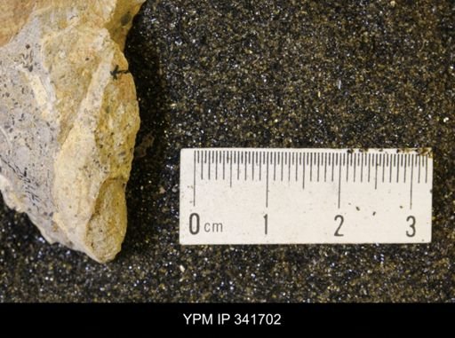 Scaphites sp.