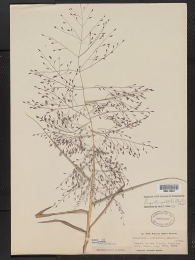 Eragrostis spectabilis