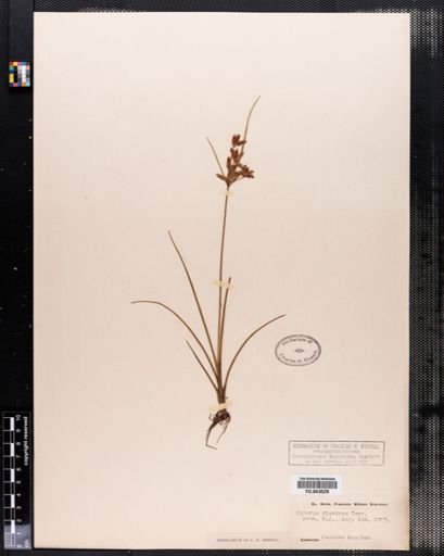 Cyperus diandrus