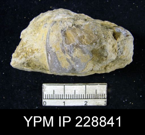Neospirifer triplicatus