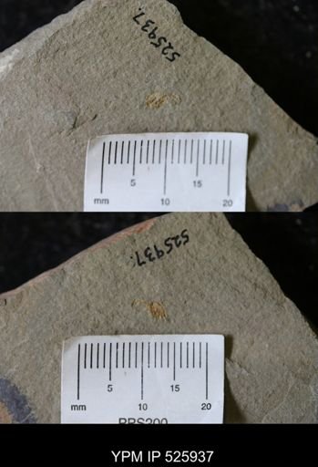 undet. Stylophora
