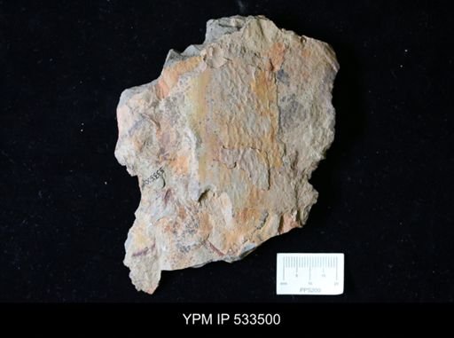 Aegirocassis?