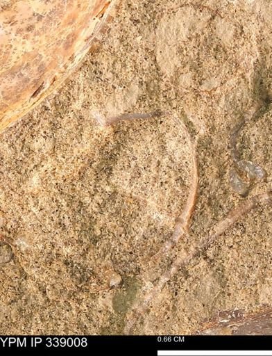 undet. Bivalvia