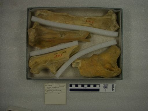 Ursus spelaeus