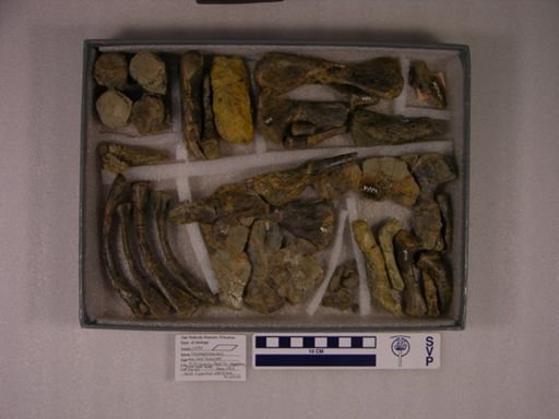 Champsosaurus norelli