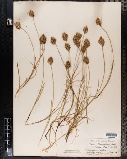 Carex