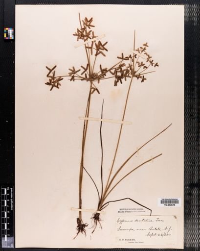 Cyperus dentatus