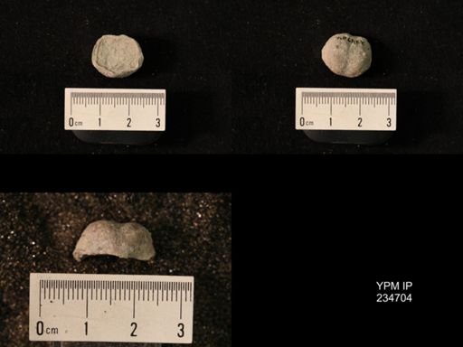Marginifera splendens