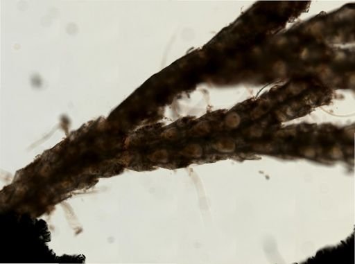 Scrupocellaria diegensis