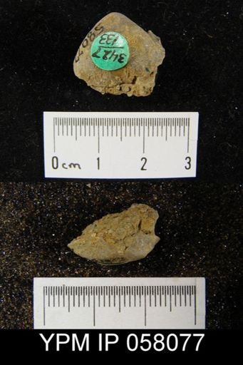 Meristella atoka