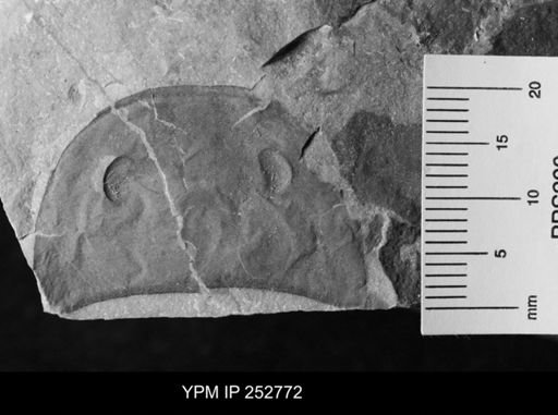 Eurypterus sp.