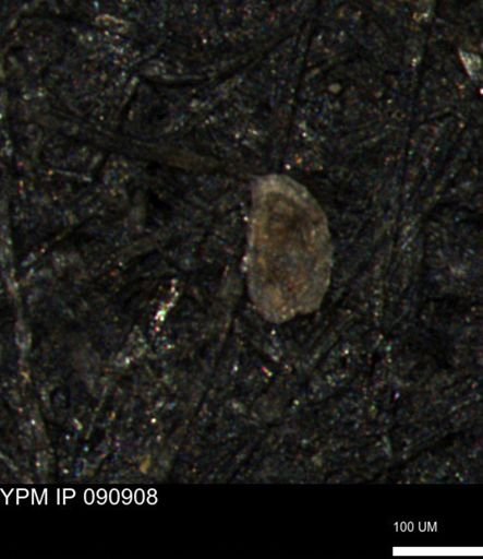 undet. Foraminiferida