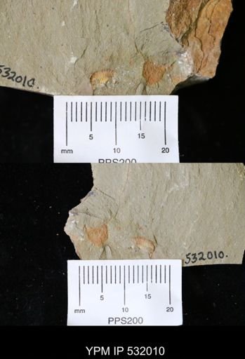 undet. Trilobita