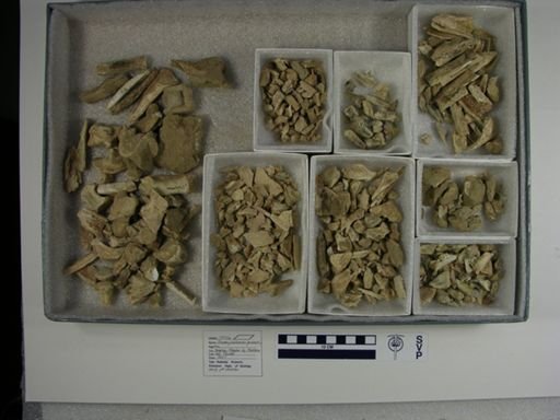 Promerycochoerus grinnelli?