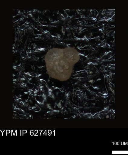 undet. Foraminiferida